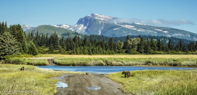 Alaska Lake Clark Bears Expedition David L Godwin Photography