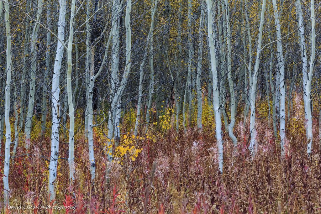 Stand Of Aspens David L Godwin Photography